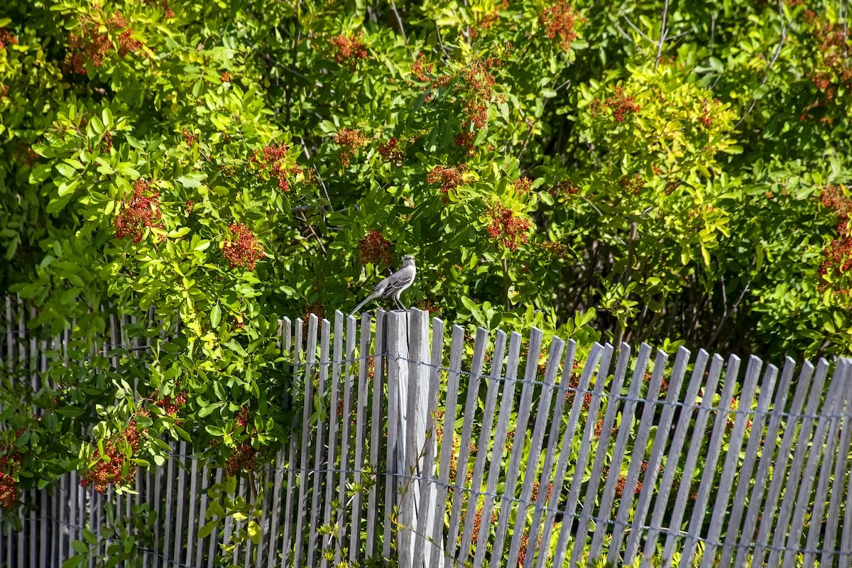 albero di pepe falso