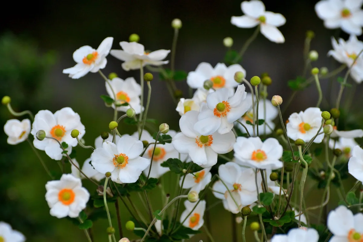 anemone