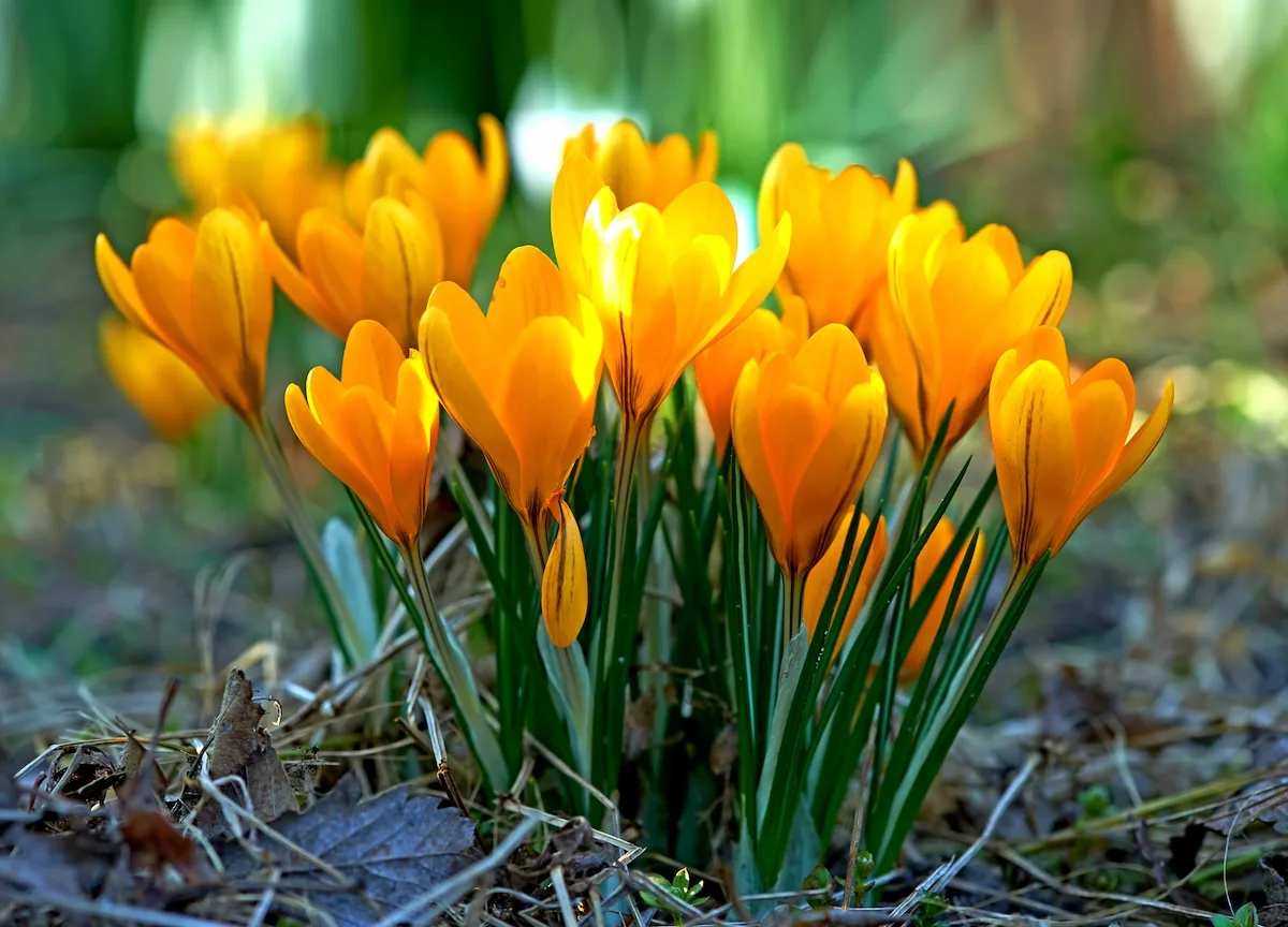 crocus jpg