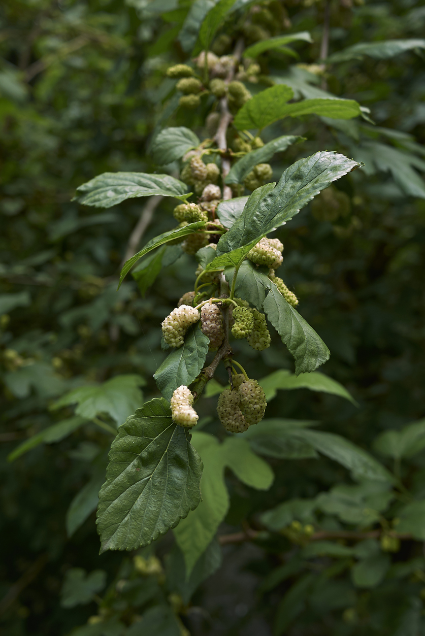 gelso bianco