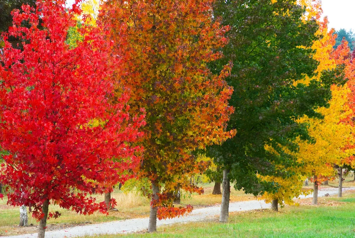 liquidambar