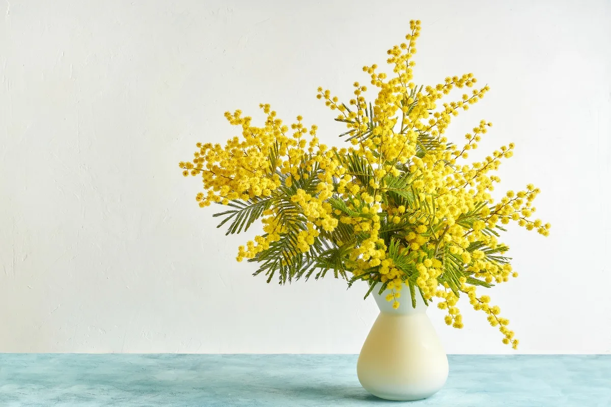 mimosa in vaso jpg
