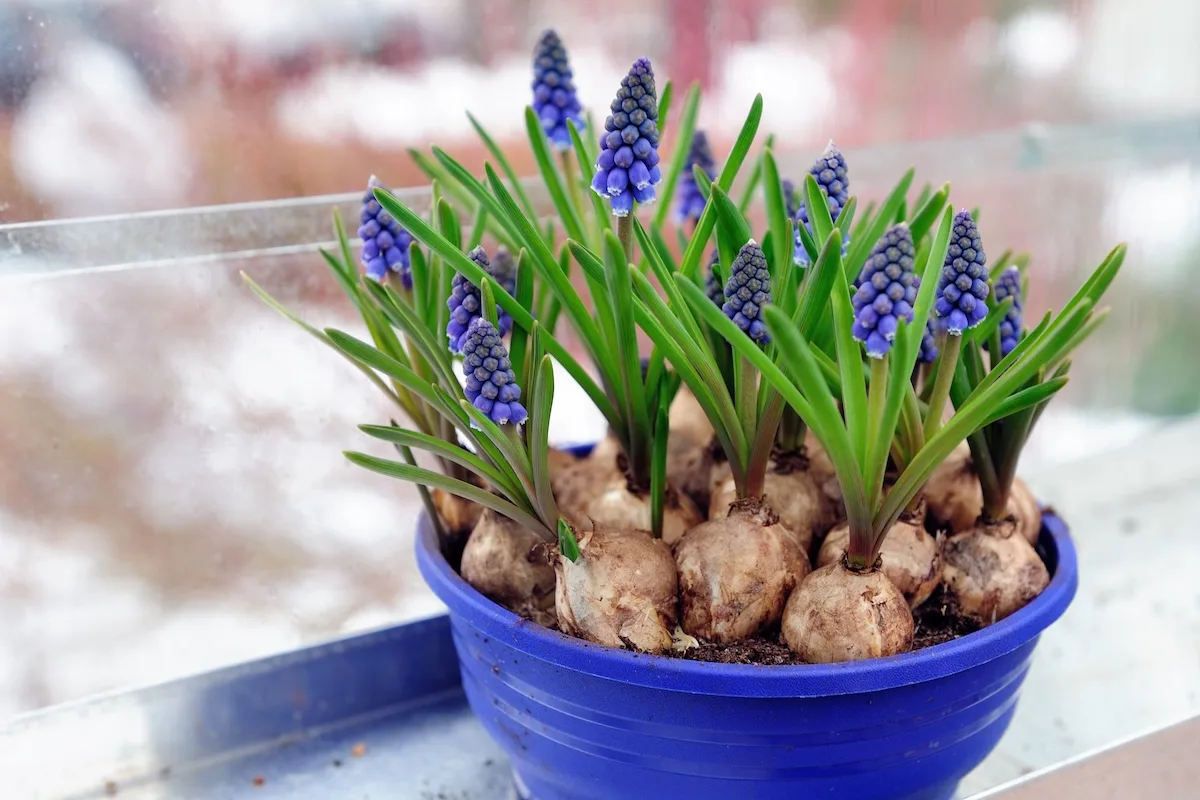 muscari jpg