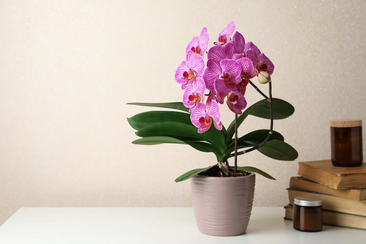 orchidea jpg