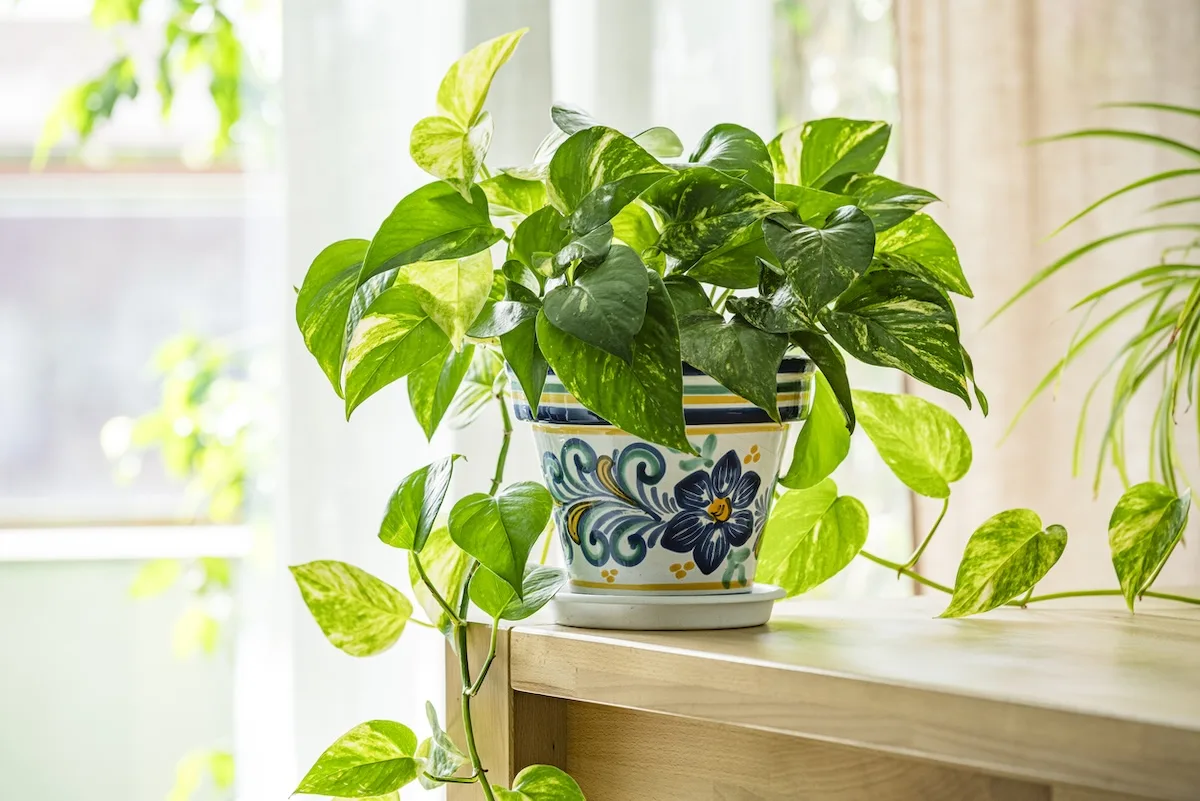 pothos jpg