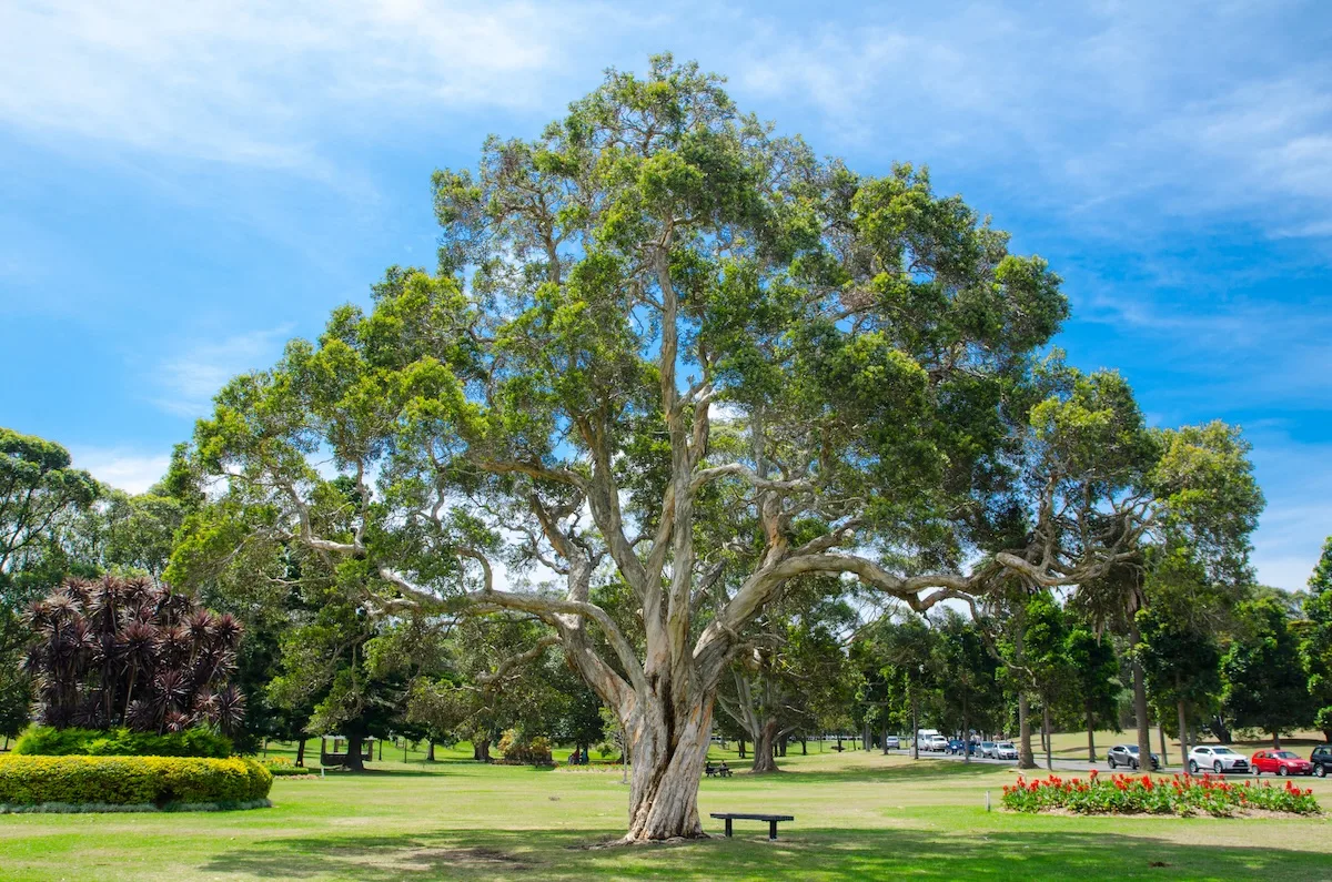 quercia