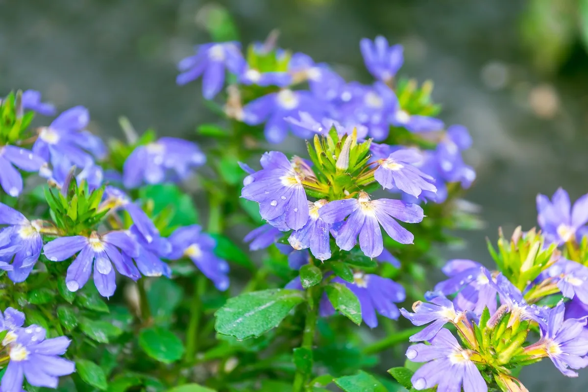 scaevola jpeg