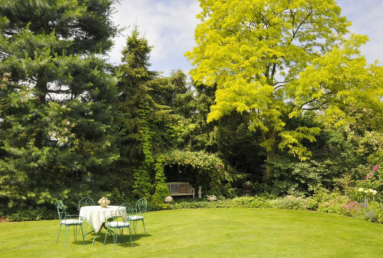 Capitozzatura, cos’è e qual è la differenza con la potatura