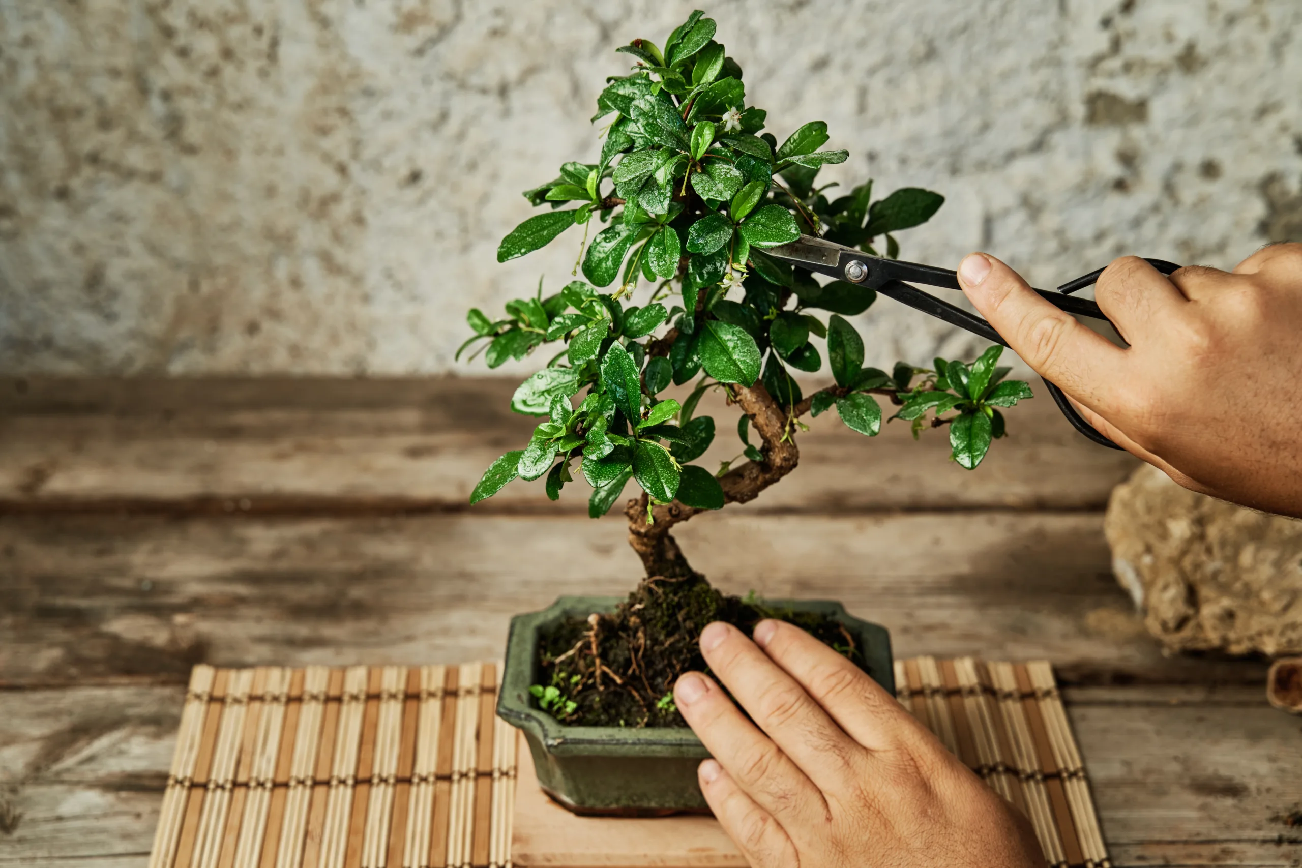 Come annaffiare il bonsai? Guida pratica