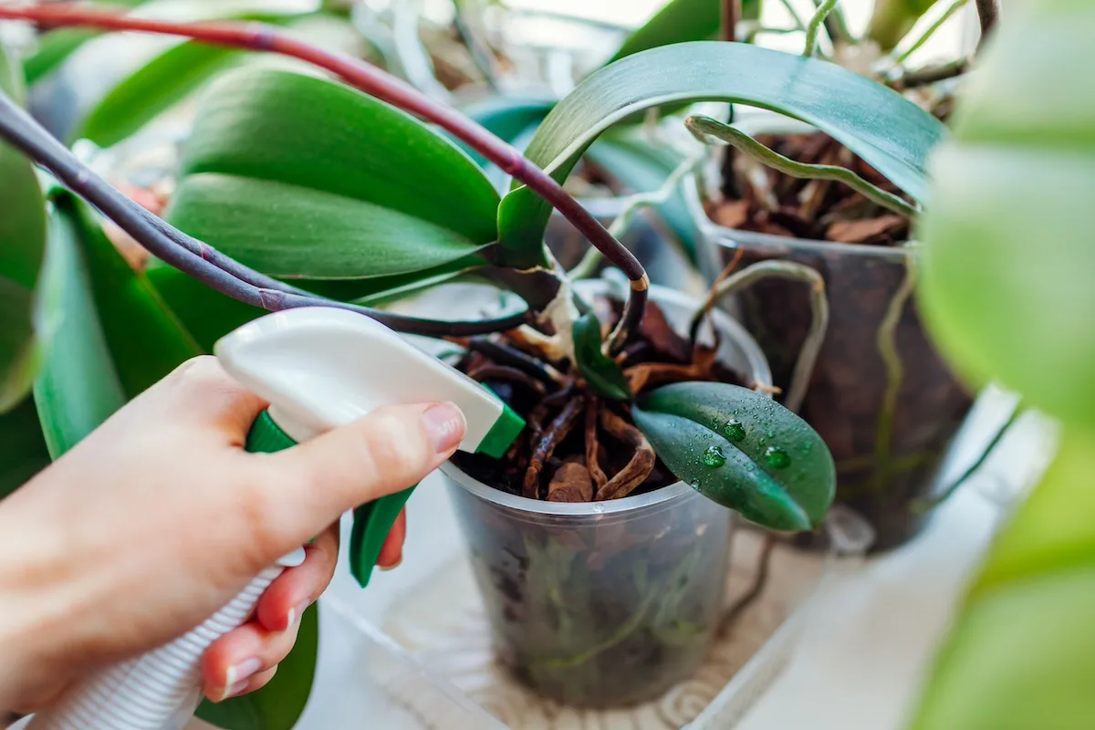 Keiki delle orchidee: cosa sono e come si curano?