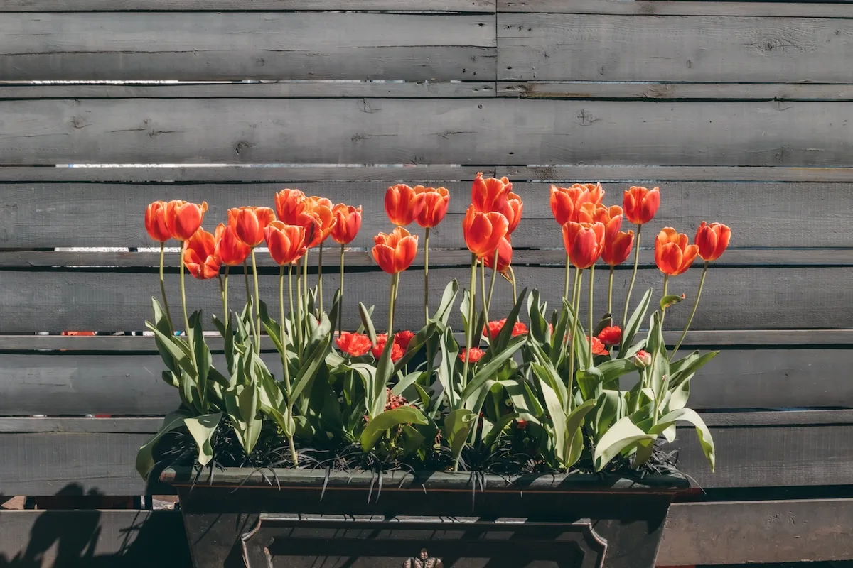 tulipani jpg