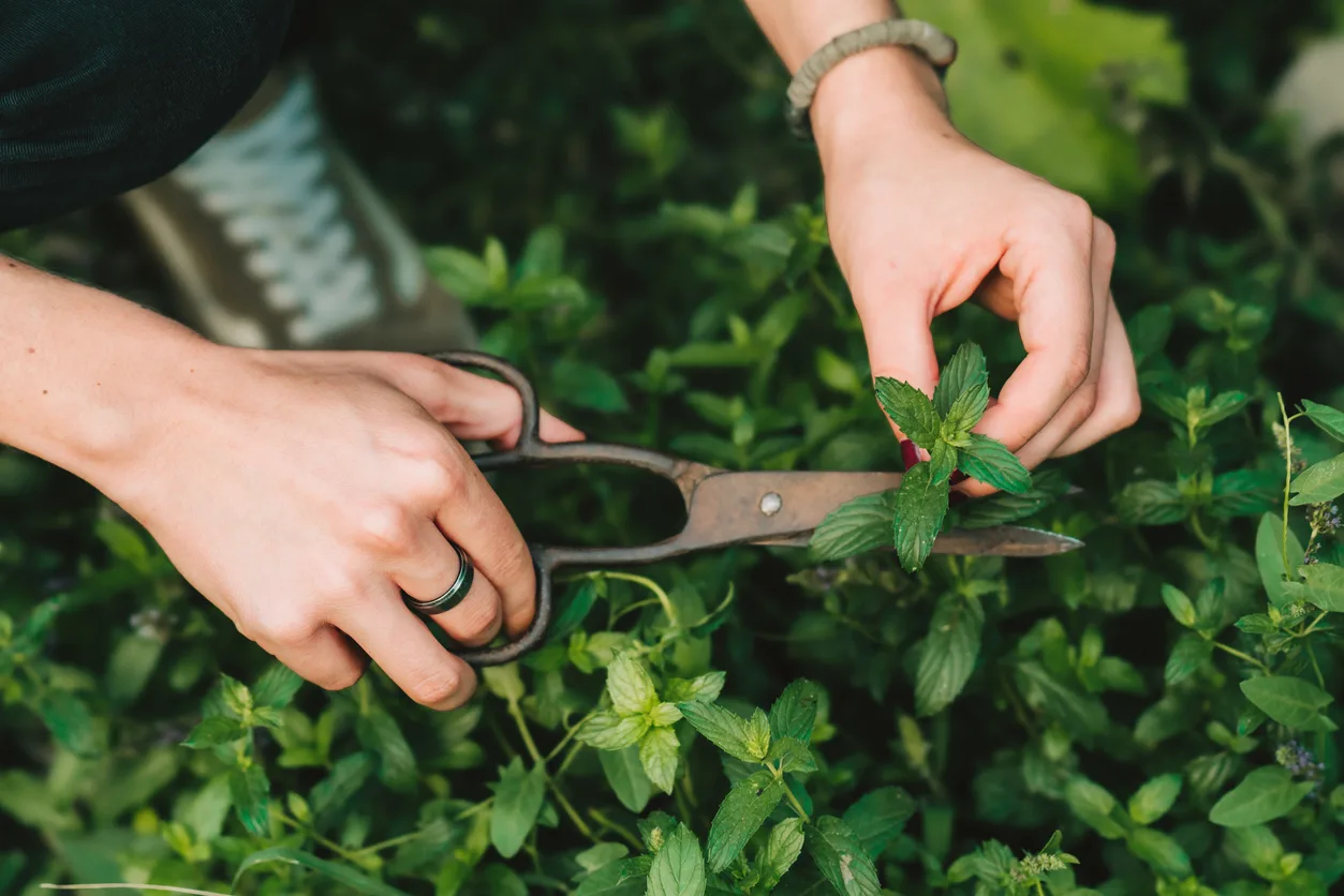 Come coltivare la menta in vaso, sul balcone o in giardino