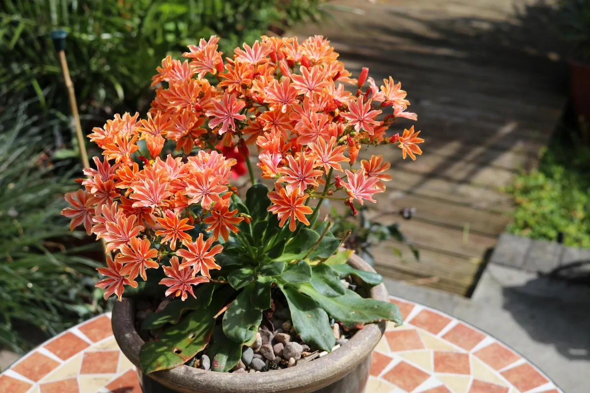 Come prendersi cura della Lewisia