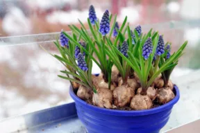 pianta di muscari
