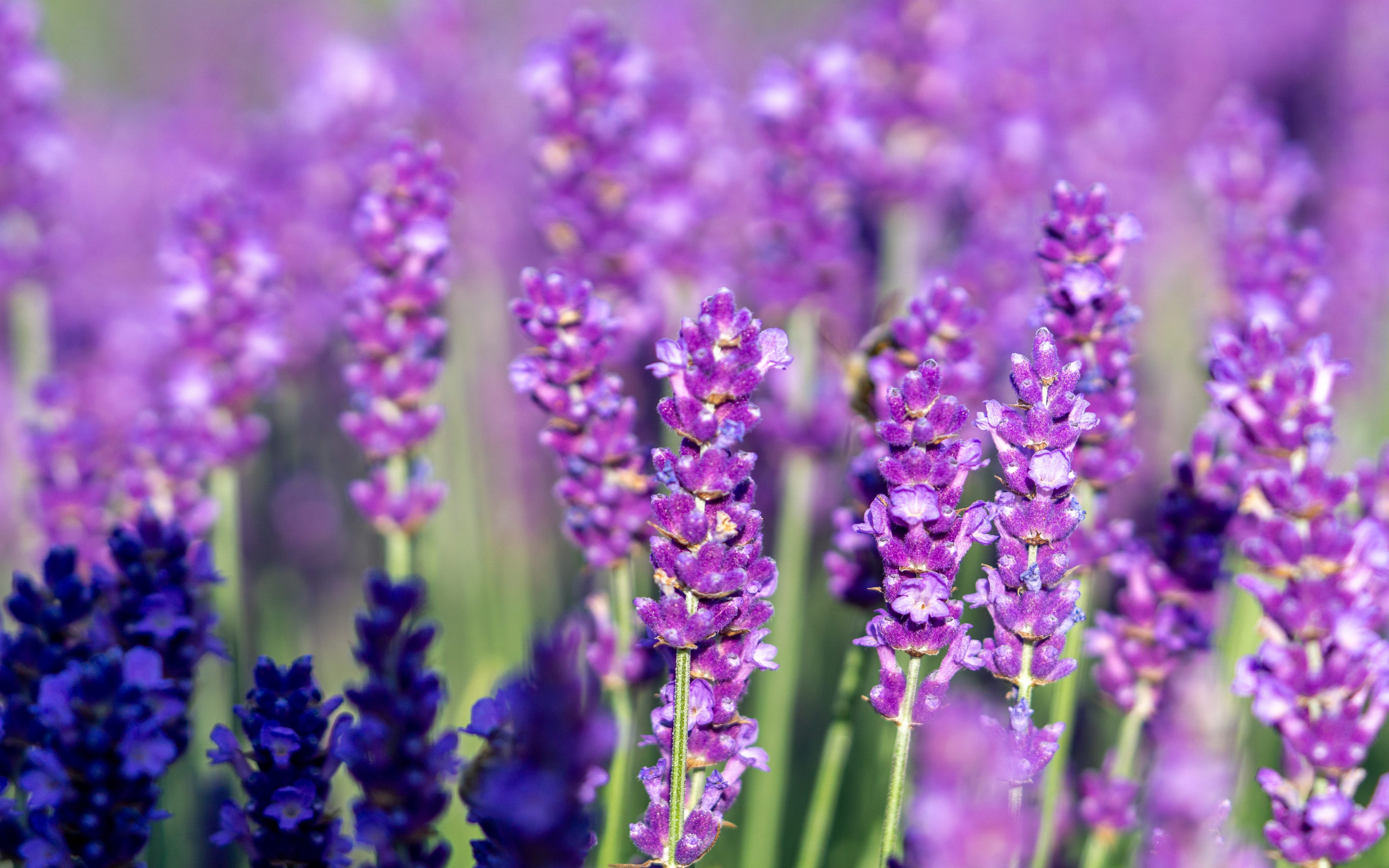 Lavanda