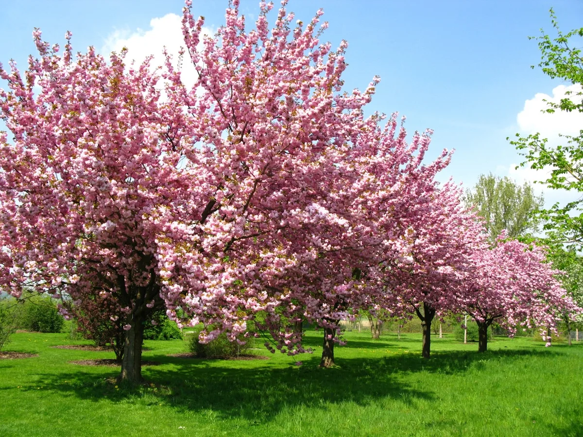 albero di ciliiegio