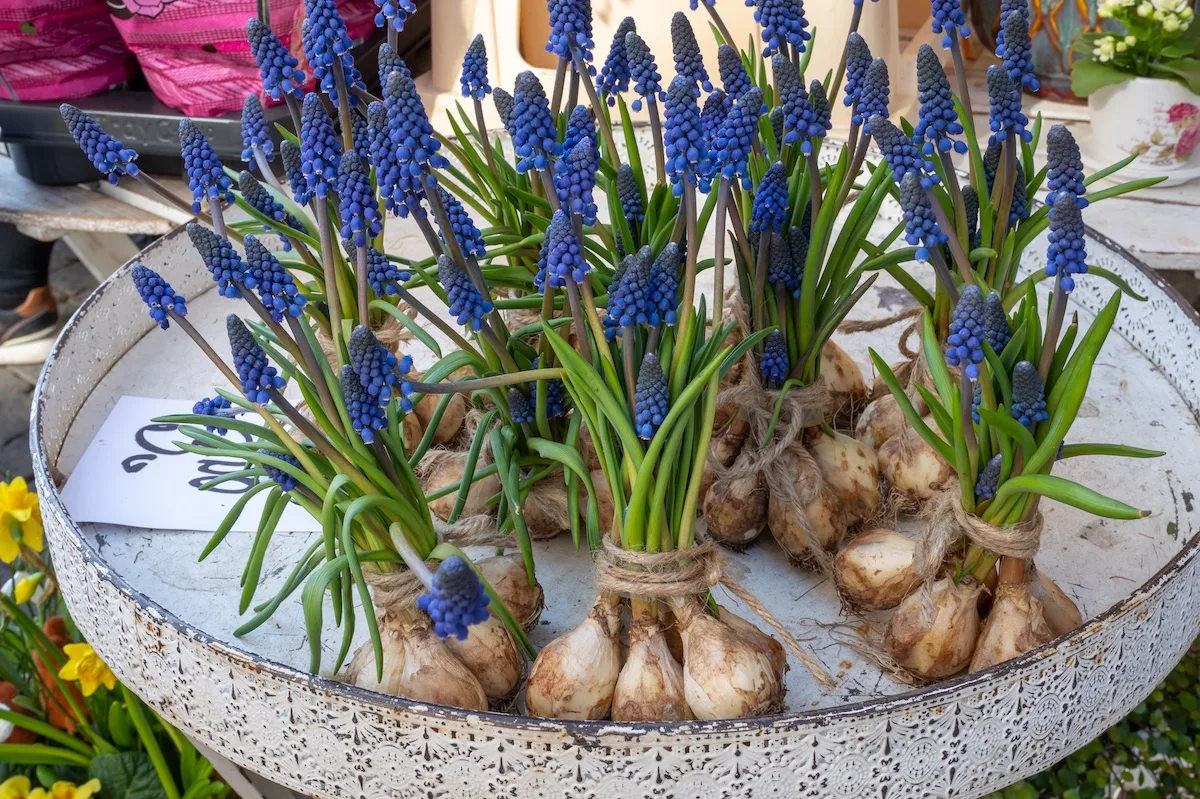 muscari