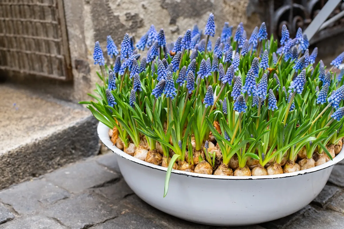 muscari jpg