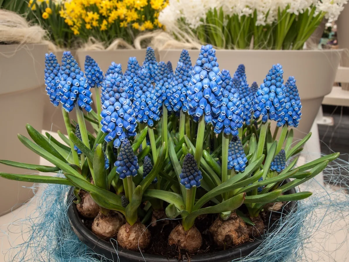 pianta di muscari