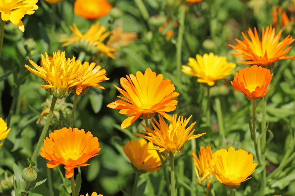 Calendula Officinalis jpg