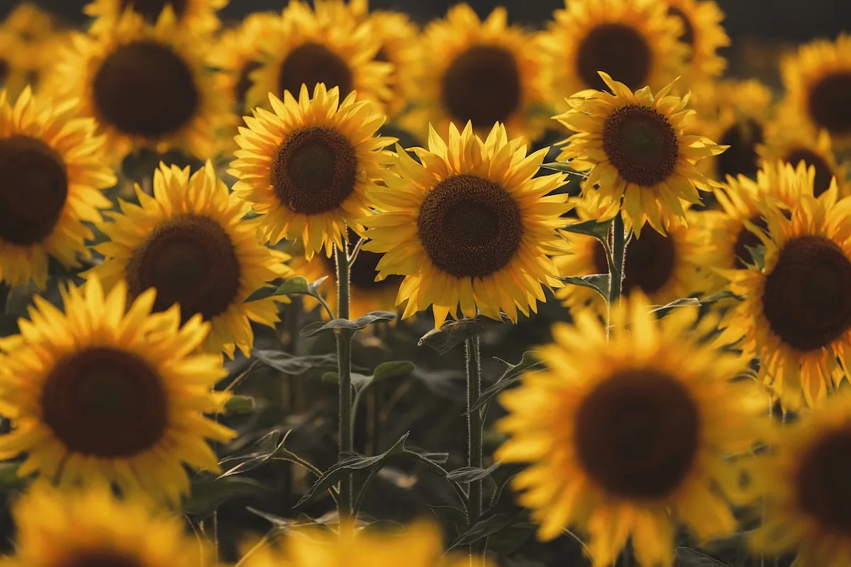 Girasole jpg