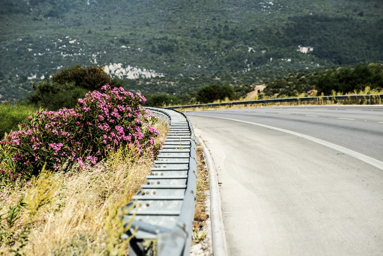 Perché in autostrada ci sono sempre gli oleandri?