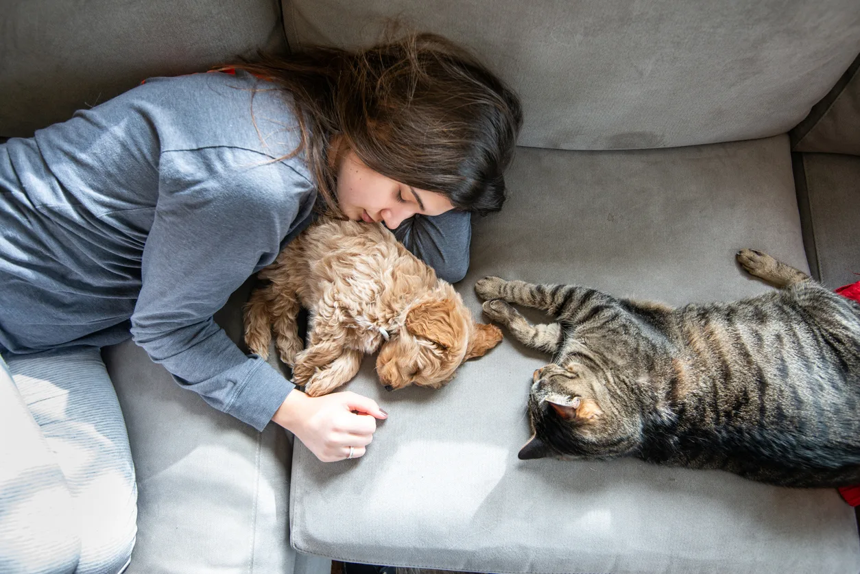 Quali sono i tessuti migliori per i divani quando si hanno animali domestici?