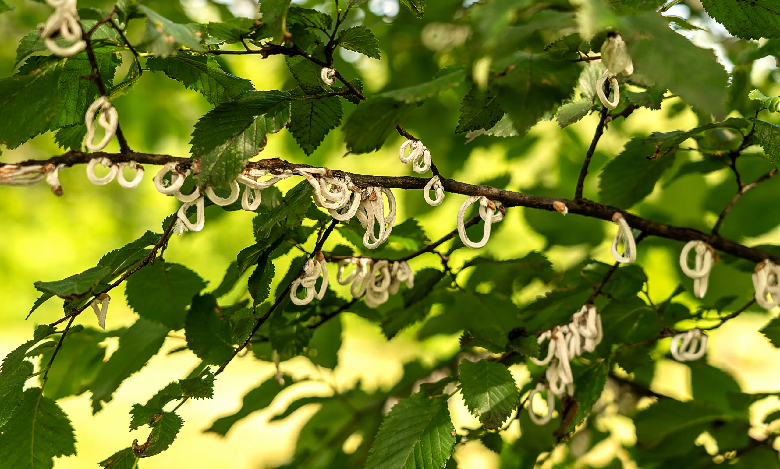 La Takahashia japonica è pericolosa? Come riconoscerla, cosa provoca e come eliminarla