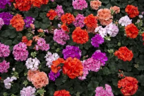 fiori estivi