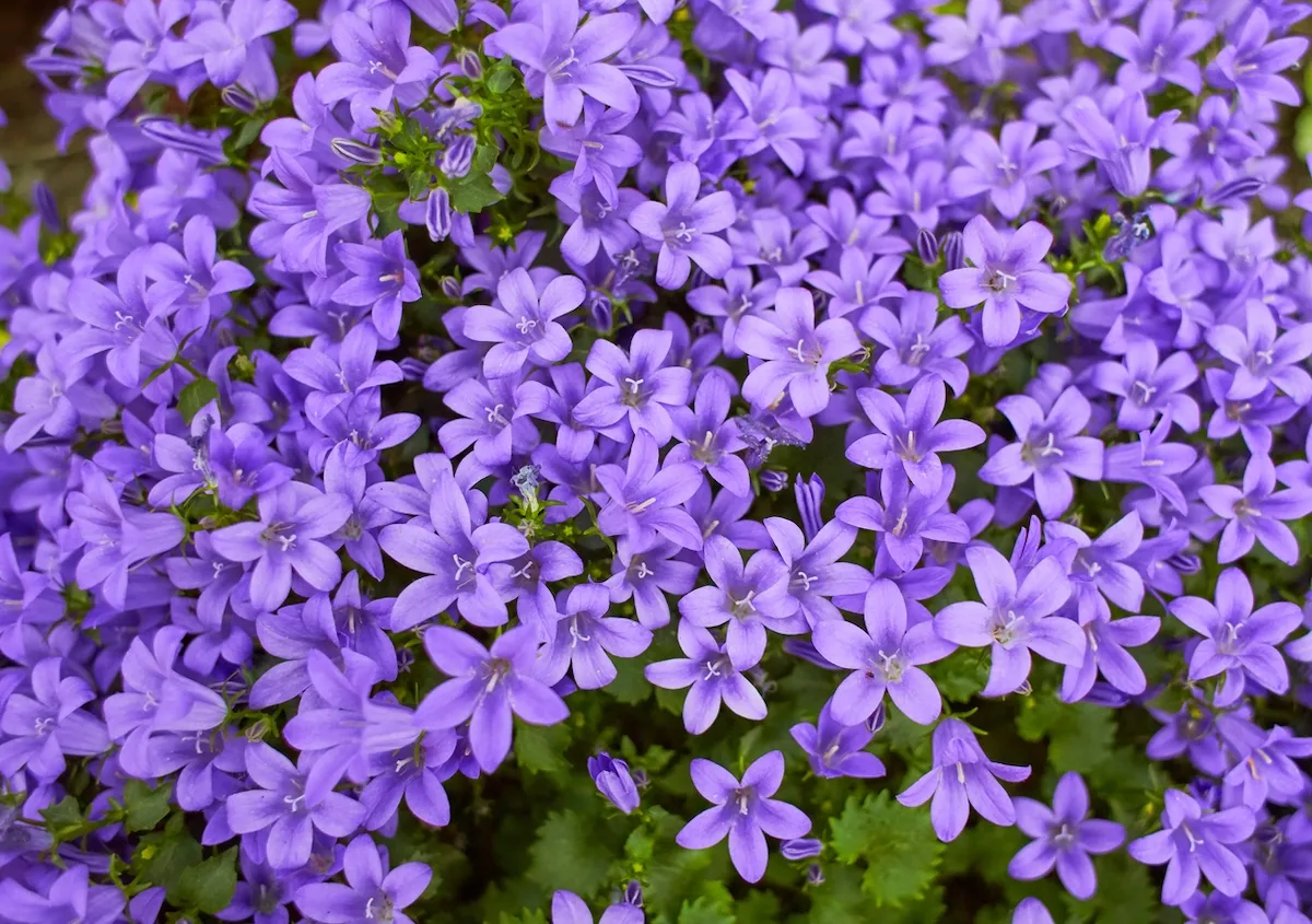 campanula jpg