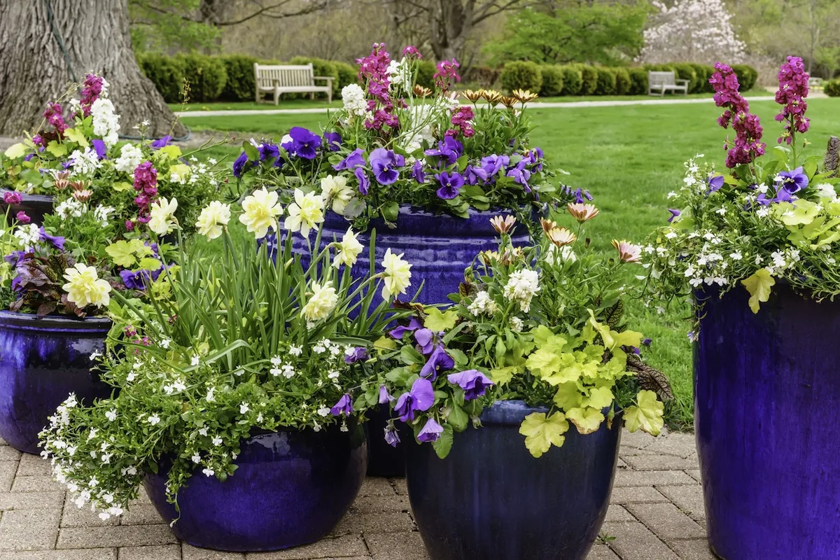 vasi con fiori jpg