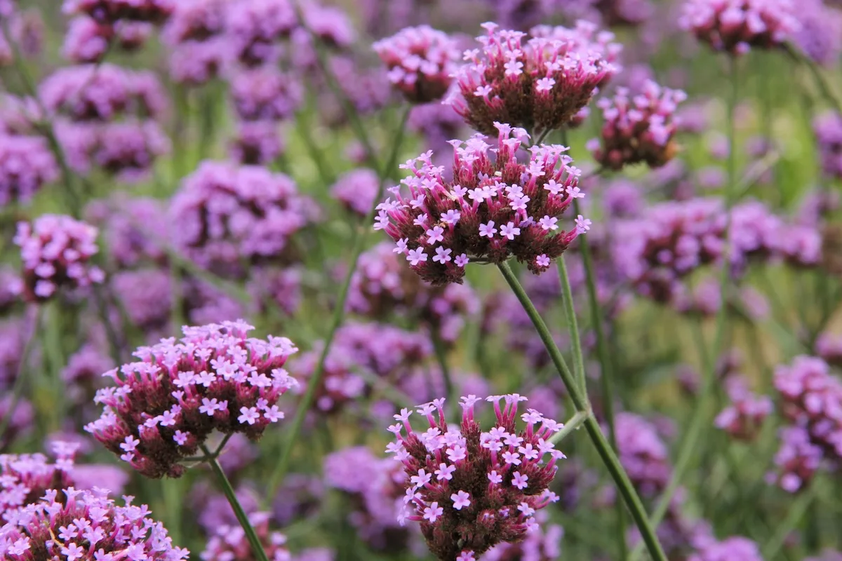 verbena jpg
