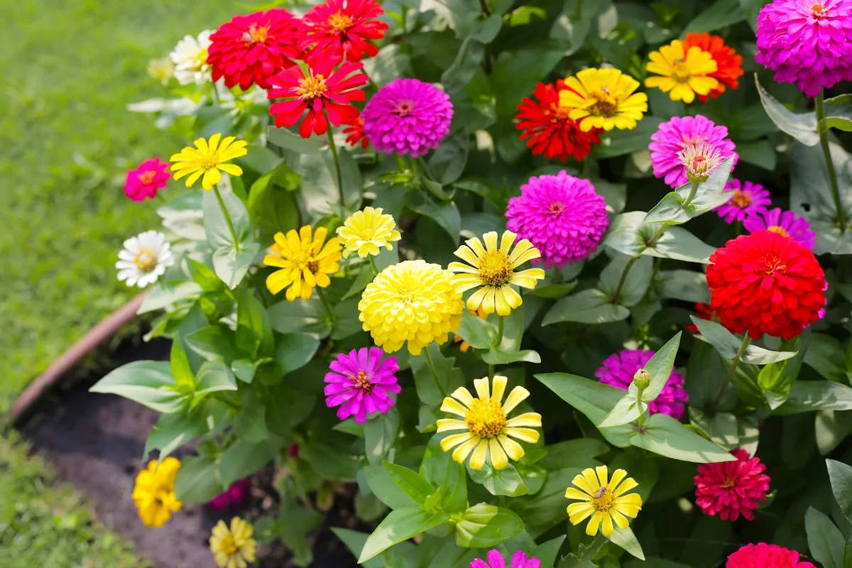 zinnia jpg