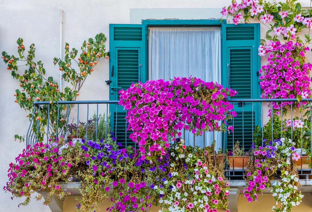 9 fiori estivi da coltivare in giardino e in balcone: quali piantare e come curarli