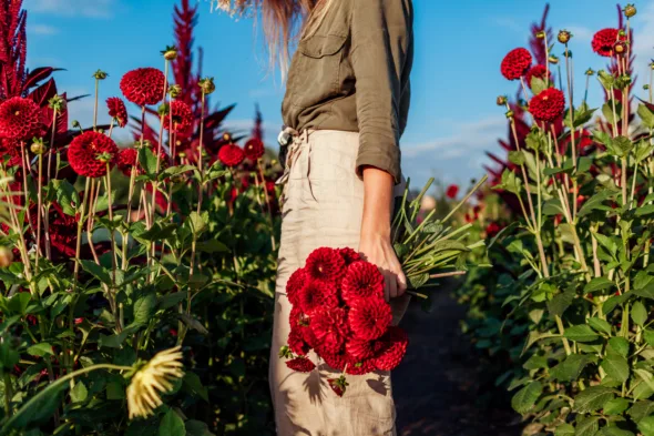 Dalia
