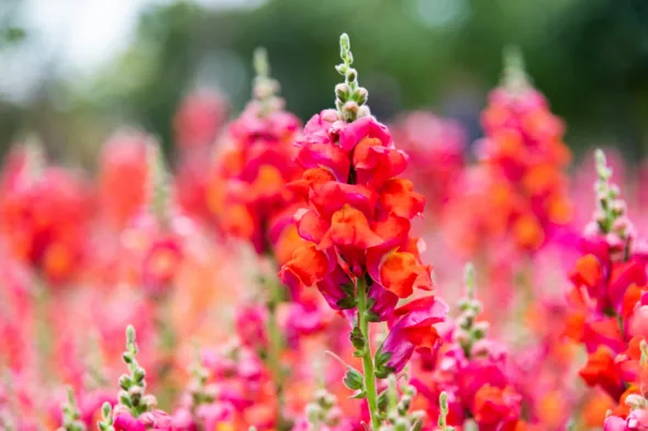 Come piantare e coltivare la pianta bocca di leone in giardino
