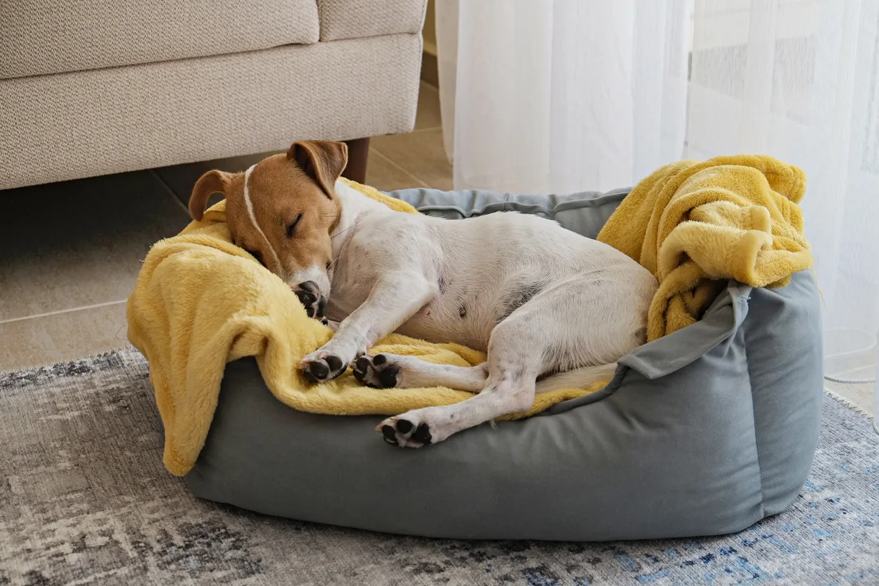 Dove mettere la cuccia del cane in casa o in giardino