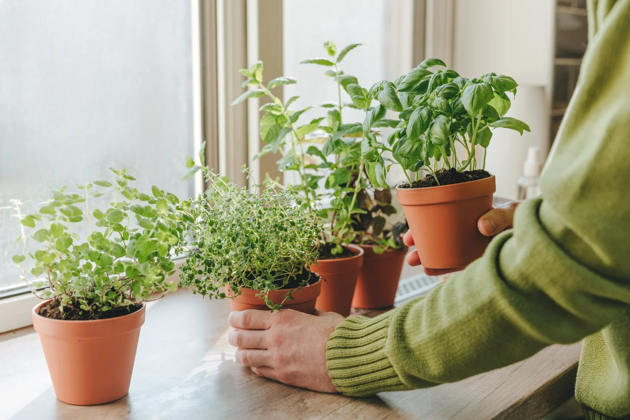 Quando e come raccogliere le foglie delle piante aromatiche