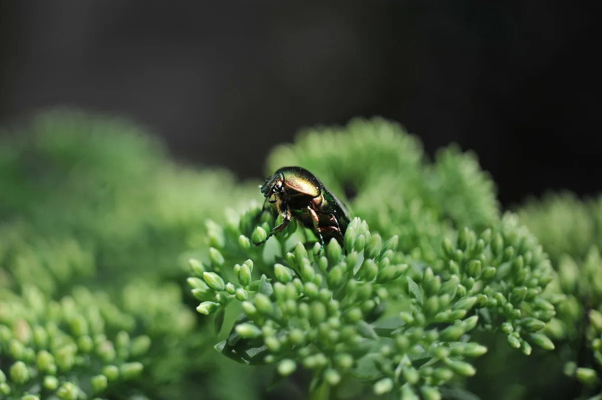 cetonia aurata