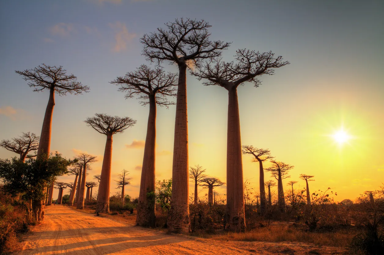 Avenue des Baobabs