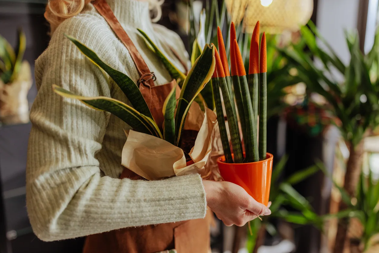 Come coltivare la Sansevieria Cylindrica in casa