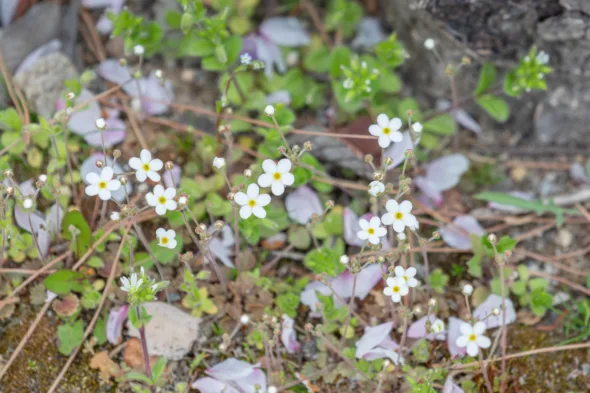 androsace