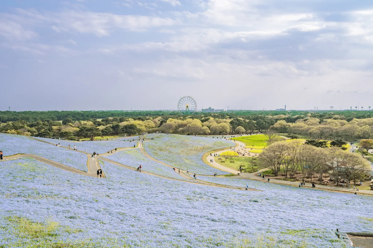 Hitachi Seaside Park