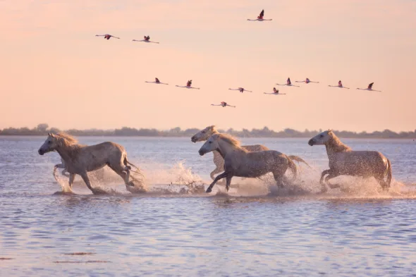 Camargue: dove si trova e cosa vedere tra natura, tradizioni e parchi