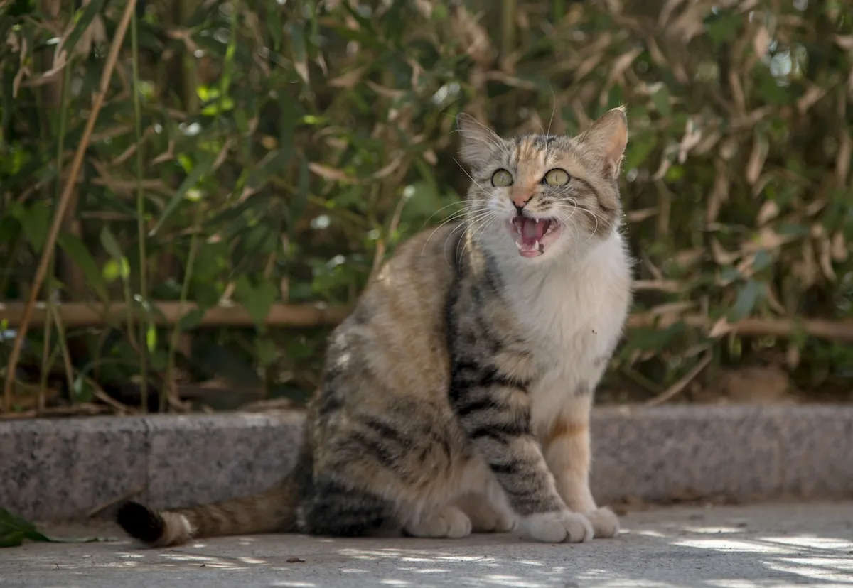 Gatto che miagola in continuazione in condominio, cosa fare?