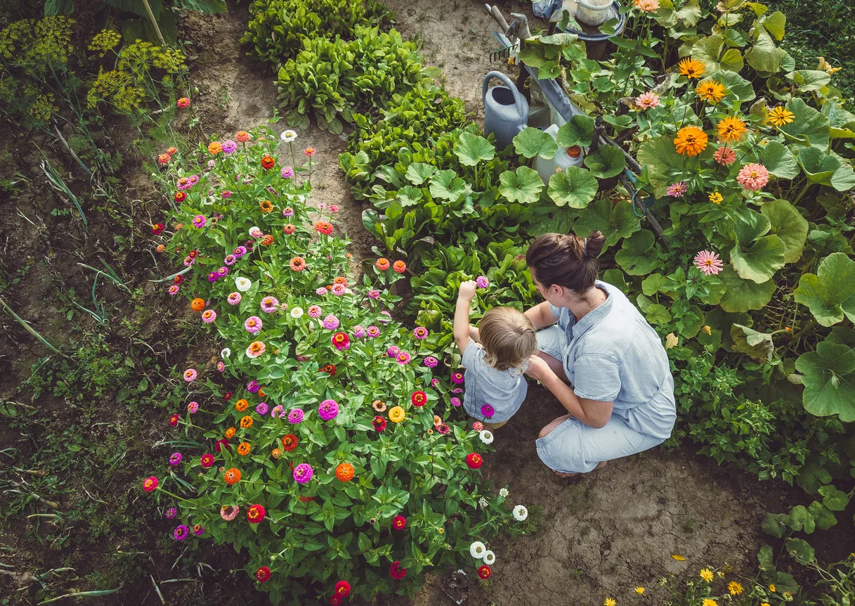 Orto per principianti: da dove cominciare, quali piante scegliere e cosa sapere