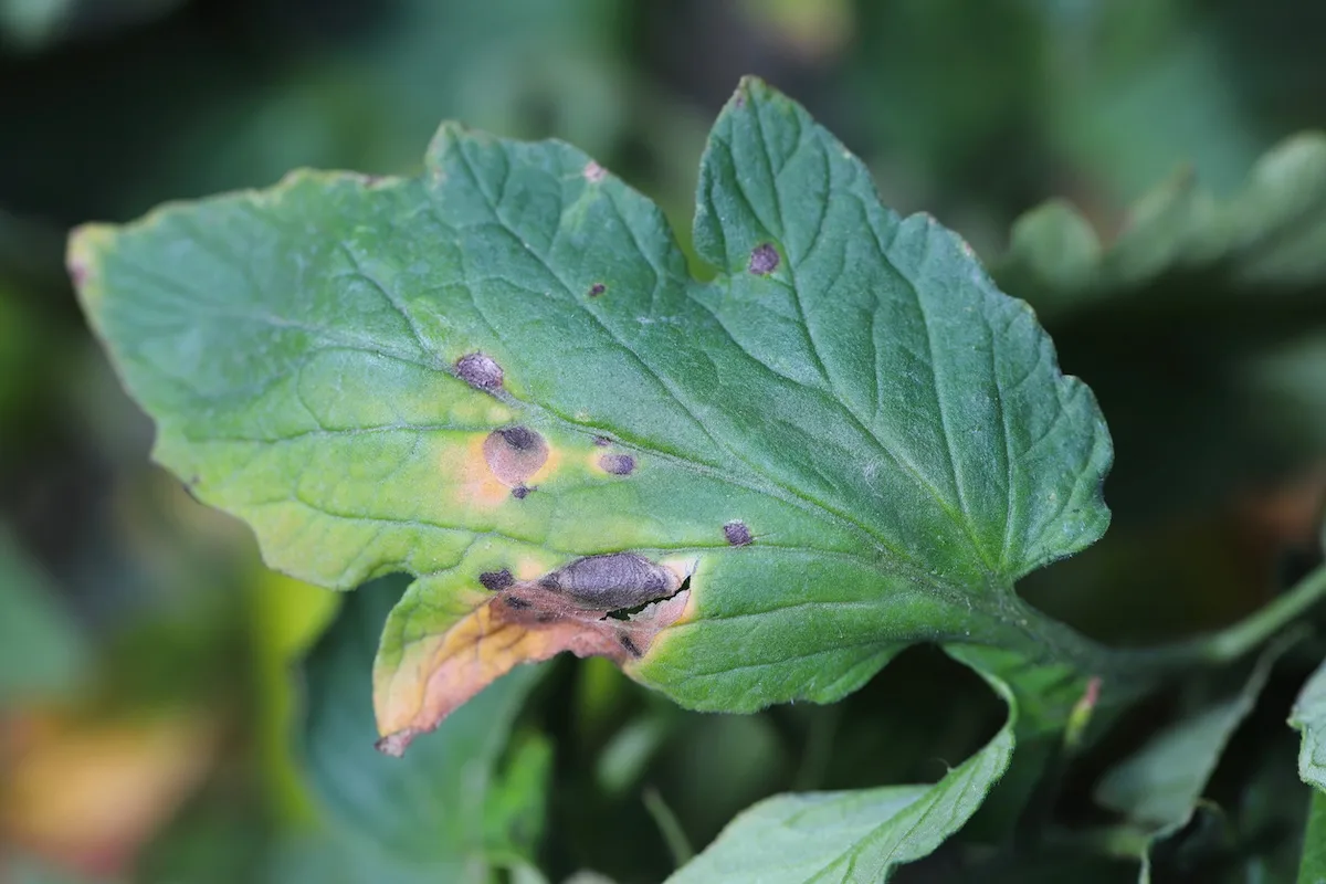 alternaria