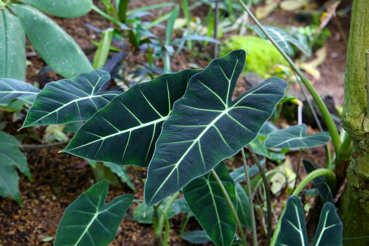 Alocasia Amazonica