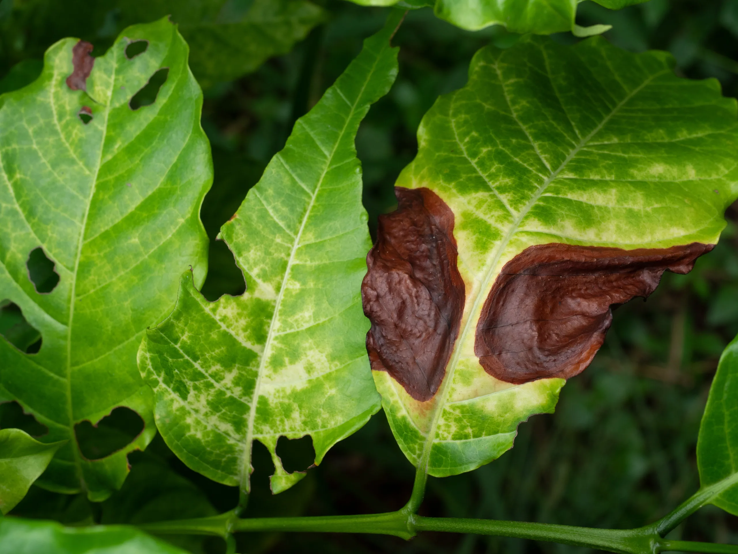 Antracnosi