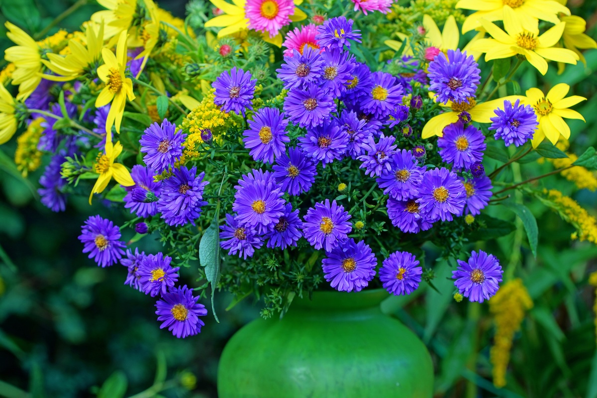 aster in vaso